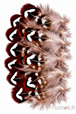 Königsfasan - 5-10 cm - naturbraun